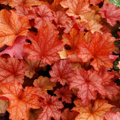 Primrose Heuchera Paprika Coral Bells 9Cm Pot Perennial Plant from B&Q