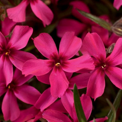 Primrose Phlox Subulata Scarlet Flame Moss Phlox 9Cm Pot Alpine Perennial Plant from B&Q