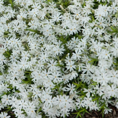 Primrose Phlox Subulata Snowflake 9Cm Pot Alpine Perennial Plant from B&Q
