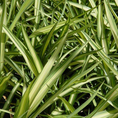 Plant Theory Yellow Wave New Zealand Flax Outdoor Shrub Plant Phormium 2L Pot from B&Q