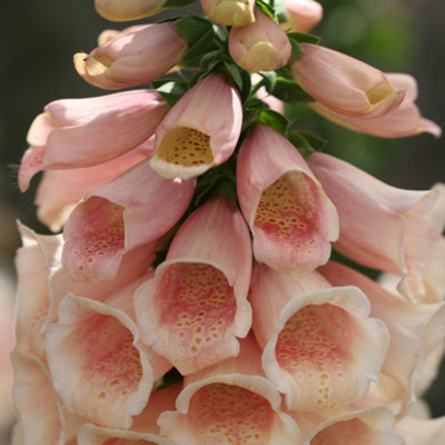 Primrose Digitalis Purpurea Dalmatian Peach Foxglove 9Cm Pot Perennial Plant from B&Q
