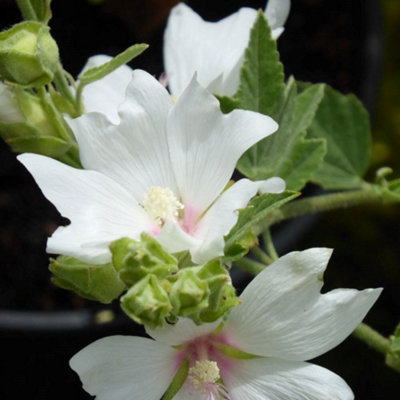 Plant Theory Barnsley Baby Mallow Outdoor Shrub Plant Malva X Clementii Pot 2L