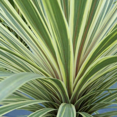 Plant Theory Torbay Dazzler Cabbage Palm Shrub Plant Cordyline Australis 2L Pot from B&Q