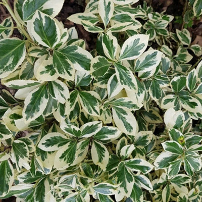 Plant Theory Silver Queen Evergreen Bittersweet Shrub Plant Euonymus Fortunei 2L Pot from B&Q