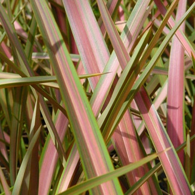 Plant Theory Jester New Zealand Flax Outdoor Shrub Plant Phormium Garden Plants 2L Pot from B&Q