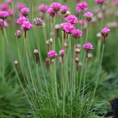 B&Q -  Armeria Maritima Splendens Pink Seathrift 9Cm Pot Alpine Perennial Plant