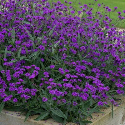 Primrose Verbena Rigida Santos 9Cm Pot Perennial Plant from B&Q
