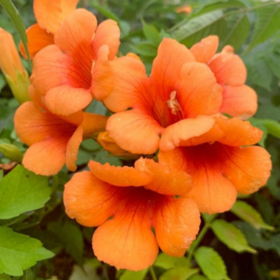 Plant Theory Campsis Indian Summer Chinese Trumpet Orange Flowering Climber 60Cm Cane 3L Pot from B&Q