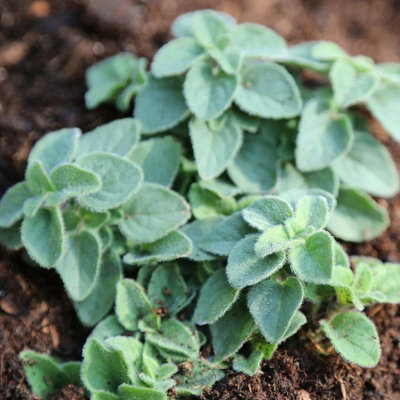 Primrose Oregano Herb Plant Origanum Hot And Spicy 9Cm Pot from B&Q