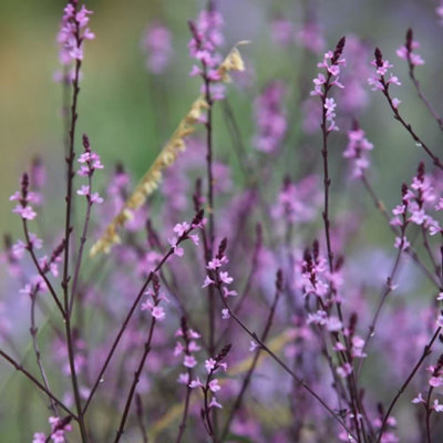 Primrose Verbena Officinalis Grandiflora Bampton Vervain 9Cm Pot Perennial Plant from B&Q