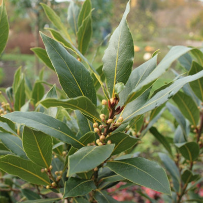 Primrose Kitchen Bay Herb Plant Laurus Nobilis 9Cm Pot from B&Q