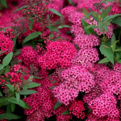 B&Q -  Anthony Waterer Japanese Spiraea Shrub Plant Spiraea Japonica 2L Pot