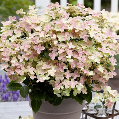 Plant Theory Polestar Outdoor Shrub Plant Hydrangea Paniculata Flowering Garden Plant 2L Pot