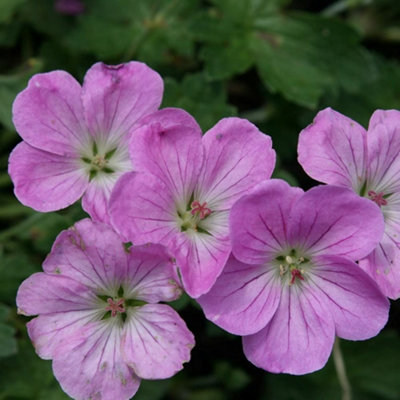 Primrose Geranium Mavis Simpson Cranesbill 9Cm Pot Perennial Plant from B&Q