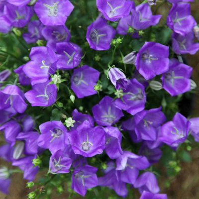 Primrose Campanula Carpatica Blaue Clips Bellflower 9Cm Pot Perennial Plant from B&Q