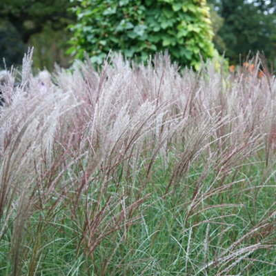 Primrose Miscanthus Sinensis Kleine Silberspinne Chinese Silver Grass 9Cm Pot Grass Plant from B&Q