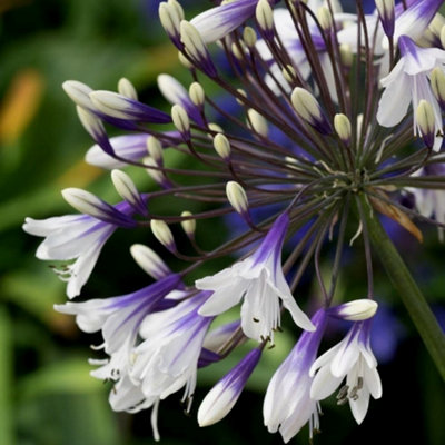 Plant Theory African Lily Perennials Flowering Plants Agapanthus 2L Pot from B&Q