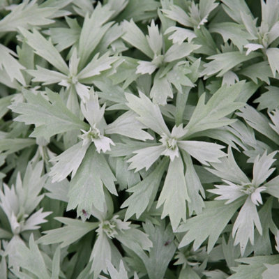 Primrose Artemisia Ludoviciana Valerie Finnis Western Mugwort 9Cm Pot Perennial Plant from B&Q