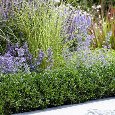 Primrose Ilex Crenata Luxus Japanese Holly 9Cm Pot Shrub Plant from B&Q