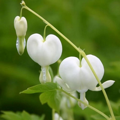 Plant Theory Alba Bleeding Heart Perennials Flowering Plants Lamprocapnos Spectabilis 2L Pot from B&Q