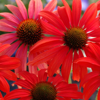 Primrose Echinacea Tomato Soup Coneflower 9Cm Pot Perennial Plant from B&Q