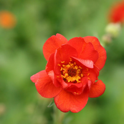 Primrose Geum Mrs J. Bradshaw Avens 9Cm Pot Perennial Plant from B&Q