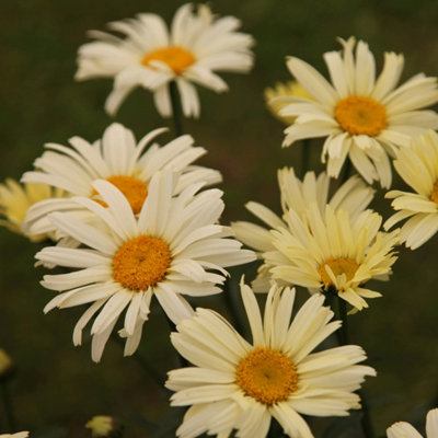 Primrose Leucanthemum X Superbum Banana Cream Shasta Daisy 9Cm Pot Perennial Plant from B&Q