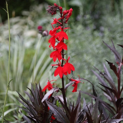 Primrose Lobelia Cardinalis Queen Victoria Cardinal Flower 9Cm Pot Perennial Plant from B&Q