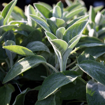 Primrose Stachys Byzantina Big Ears Lambs Ears 9Cm Pot Perennial Plant from B&Q