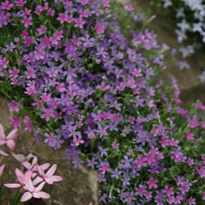 Primrose Phlox Douglasii Crackerjack Creeping Phlox 9Cm Pot Alpine Perennial Plant from B&Q