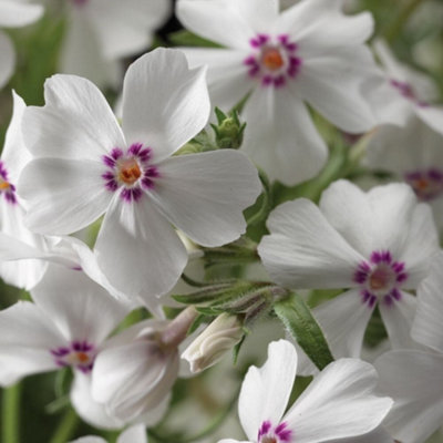 Primrose Phlox Subulata Amazing Grace Moss Phlox 9Cm Pot Alpine Perennial Plant from B&Q