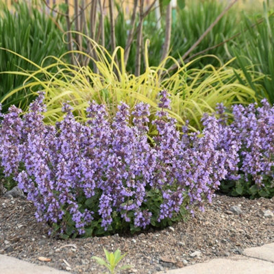 Primrose Nepeta Cats Pajamas Catmint 9Cm Pot Perennial Plant from B&Q