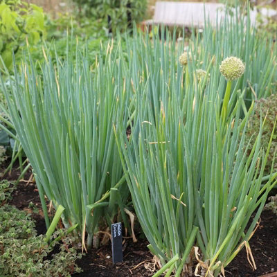 B&Q -  Welsh Onion Herb Plant Allium Fistulosum 9Cm Pot