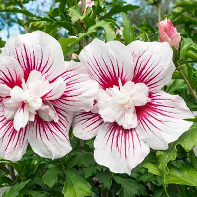 Plant Theory Starburst Chiffon Tree Hollyhock Shrub Plant Hibiscus Syriacus 2L Pot from B&Q