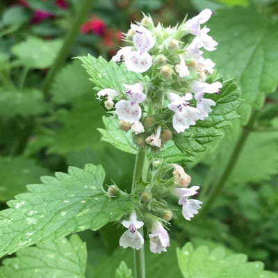 Primrose Catnip Herb Plant Nepeta Cataria 9Cm Pot from B&Q