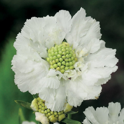 Primrose Scabiosa Caucasica Perfecta Alba Pincushion Flower 9Cm Pot Perennial Plant from B&Q