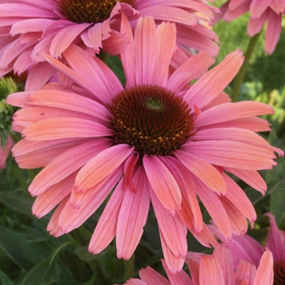 Primrose Echinacea Sunseekers Rainbow Coneflower 9Cm Pot Perennial Plant from B&Q