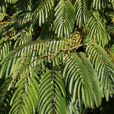 Plant Theory Ombrella Silk Tree Albizia Julibrissin Outdoor Ornamental Tree 3L Pot from B&Q