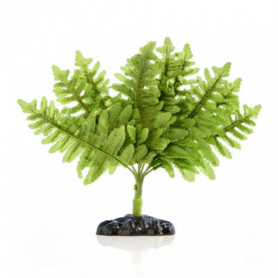 Swell Reptiles Boston Fern Plant from B&Q