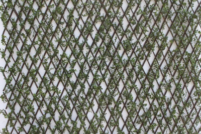 Expanding Willow Garden Trellis With Buxus Leaves 2M X 1M from B&Q