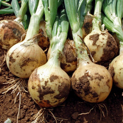 B&Q -  Onion Seeds 'fasto' F1Approx. 350 Hybrid Golden OnionsEarly Maturing