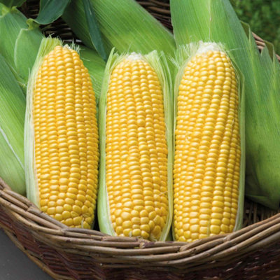 Marshalls Garden Sweetcorn Seeds Moonshine F1Super-SweetHigh Yield50 Seeds from B&Q