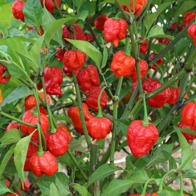 B&Q -  Chilli Pepper Seeds 'armageddon' Extra-Hot Hybrid (6 Seeds)