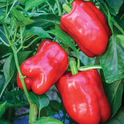 B&Q -  Sweet Pepper Seeds Bellrouge 10 Seeds For Patio And Greenhouse