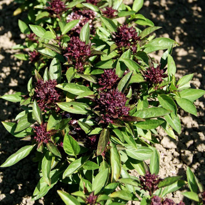 Marshalls Garden Thai Basil Seeds (Ocimum Basilicum) 350 Seeds For Pots And Containers from B&Q
