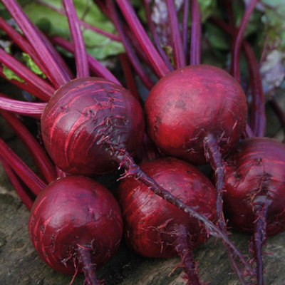 Marshalls Garden Beetroot Seeds 'boston'200 SeedsEarly Bolt-Resistant Variety from B&Q