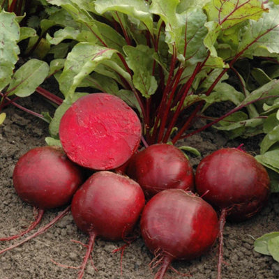 Marshalls Garden Beetroot Seeds MonetaMonogermBolt-ResistantIdeal For Baby Beets 200 Seeds from B&Q