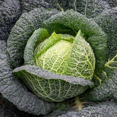 Marshalls Garden Cabbage Seeds Savoy 'tourmaline'40 SeedsCold-TolerantDisease-Resistant from B&Q