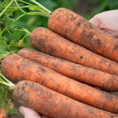 Marshalls Garden Carrot Seeds BangorMaincropEarly Maturing500 Seeds from B&Q