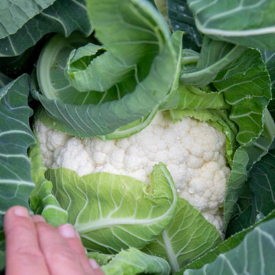 Marshalls Garden Cauliflower Seeds Skywalker20 Seeds from B&Q